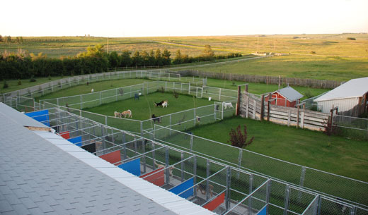 Gone Wild Kennels in Cochrane, Alberta - Dog Boarding, Cat Boarding Gone Wild Kennels in Cochrane, Alberta - Dog Boarding, Cat Boarding